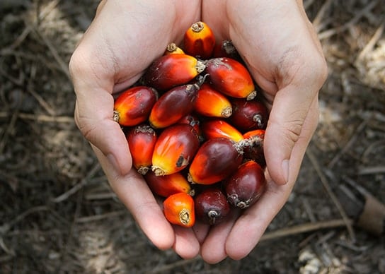 Palm Oil Hand