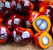 palm oil