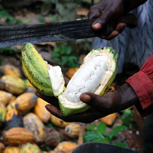 Cocoa Part 3 Cocoa Part 3
