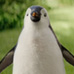 kinder Pingui Ole gif-thumbs