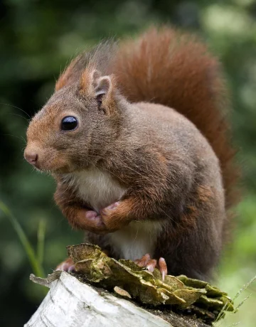 Eichhörnchen