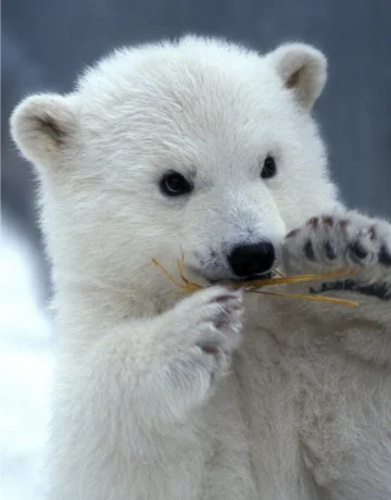 Eisbär
