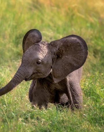 Elefant
