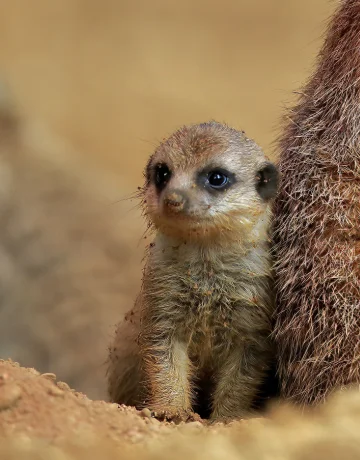 Erdmännchen