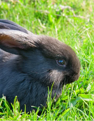 Hase