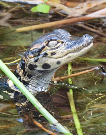 Krokodil