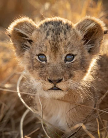 Löwe