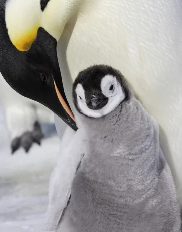 Pinguin