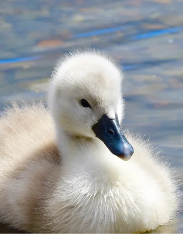 Schwan
