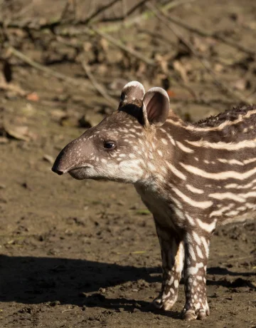 Tapir