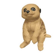 Erdmännchen