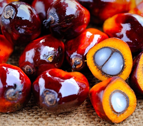Palmoil header