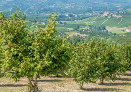 Kvalitet og ingredienser