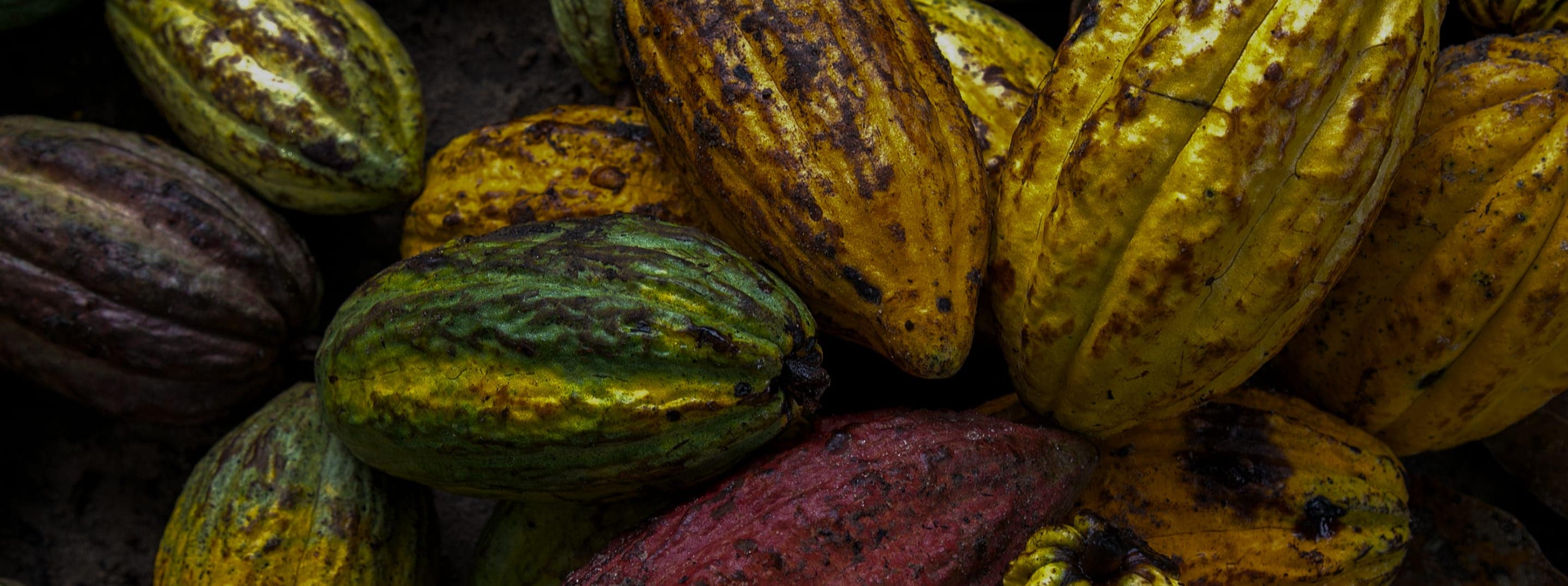 cocoa