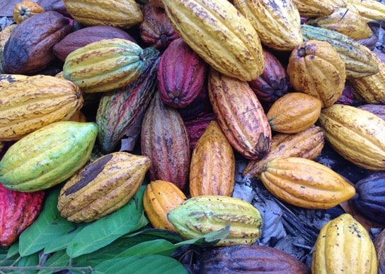Cocoa Part 1 m6wOl55O Cocoa Part 1 m6wOl55O
