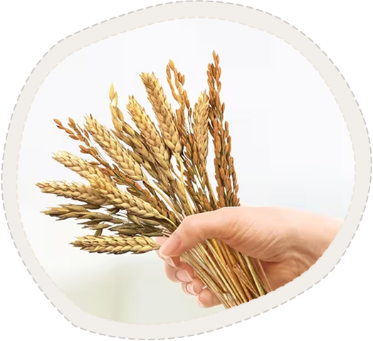 Biskvit ingredients