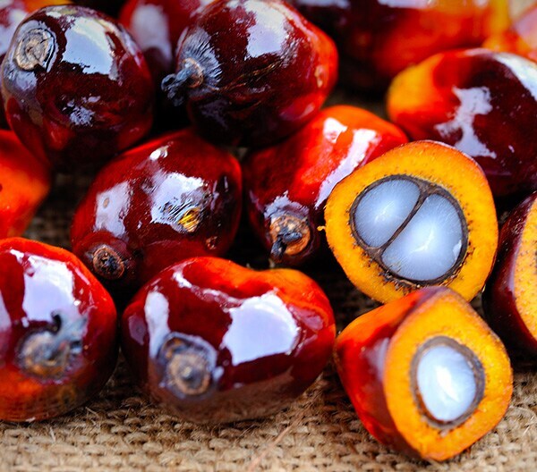 Kinder Palm Plus Oil Header