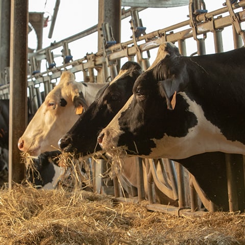 Milk part 3 Szeretne többet tudni arról, kikkel dolgozunk?