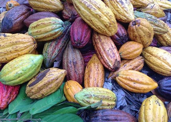 Cocoa-Part-2