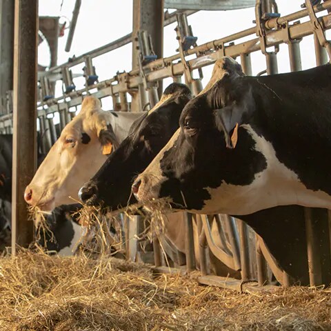 Cows for milk Milk part 3