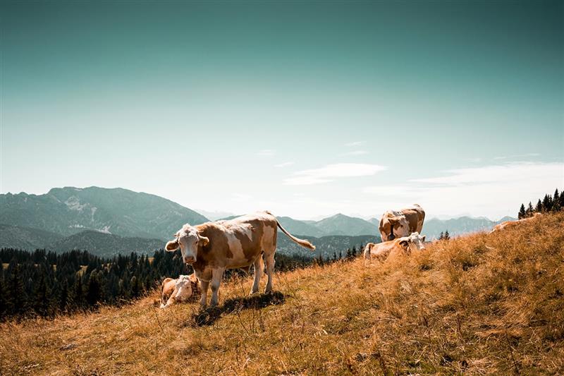 Sourcing milk responsibly Sourcing milk responsibly