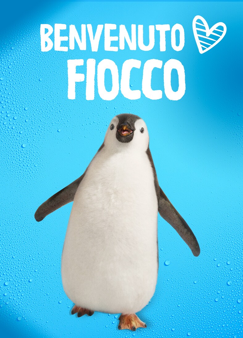 K Pingui Lancio Fiocco