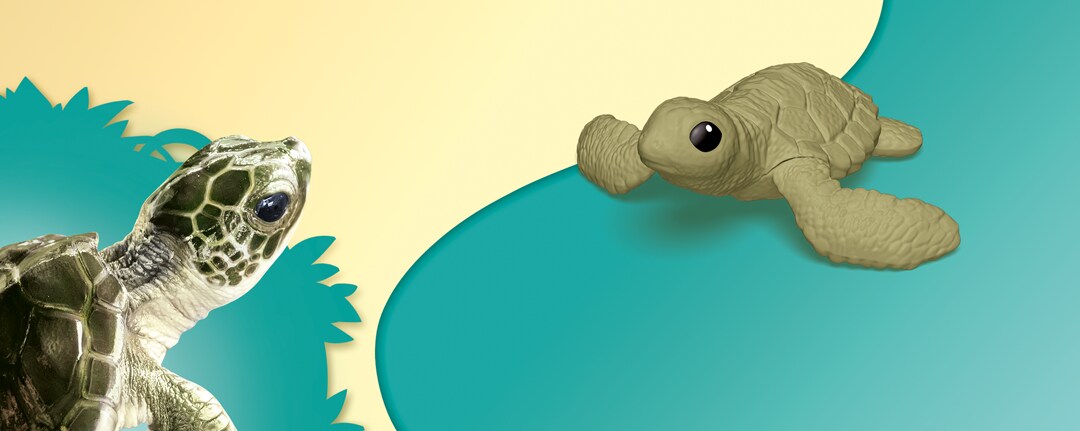 tartaruga tartaruga