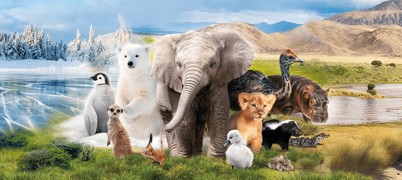 Box animali natoons Box animali natoons