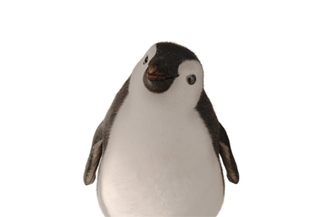 fiocco_pingui fiocco_pingui