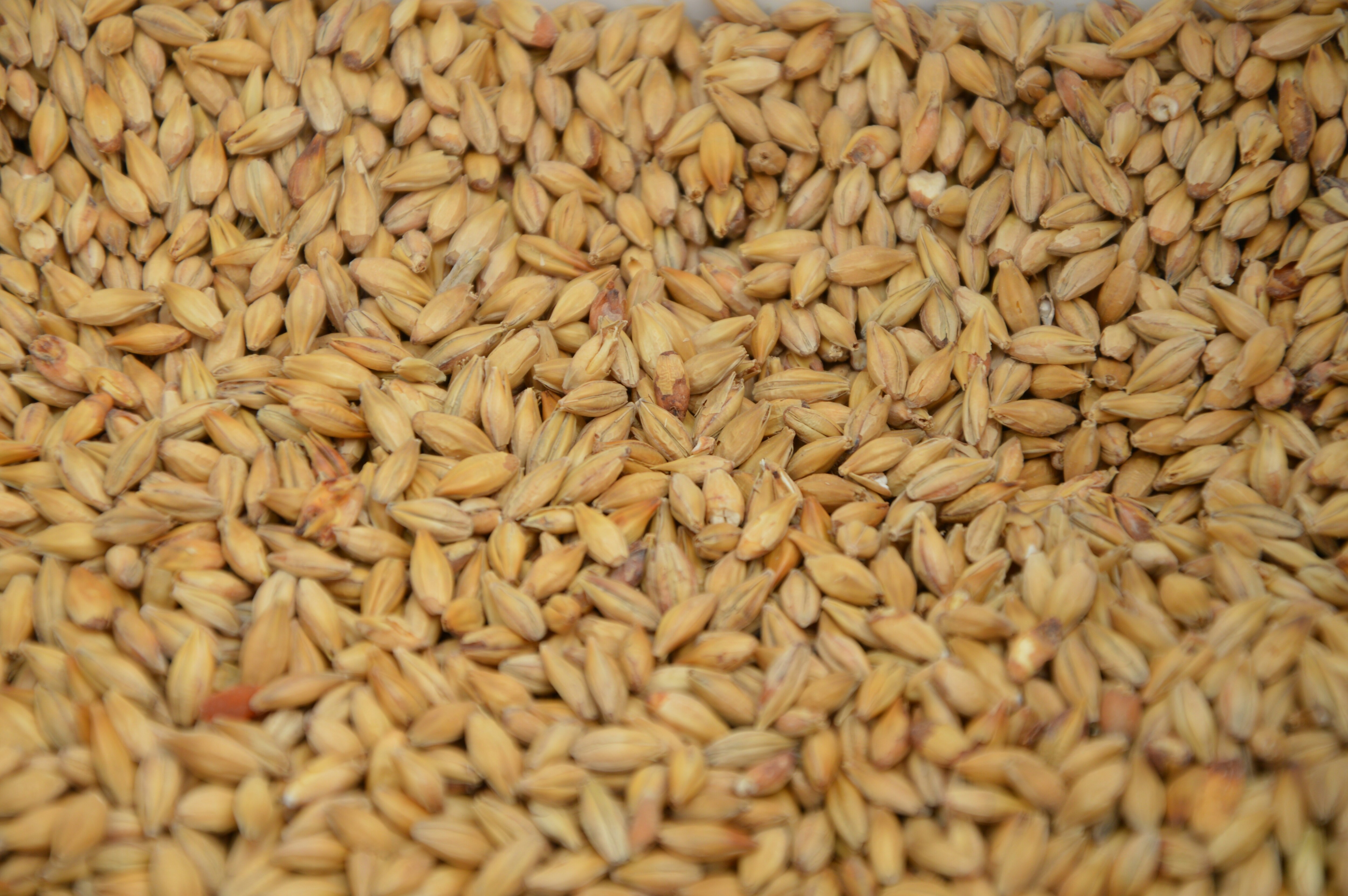 13-malt.jpg
