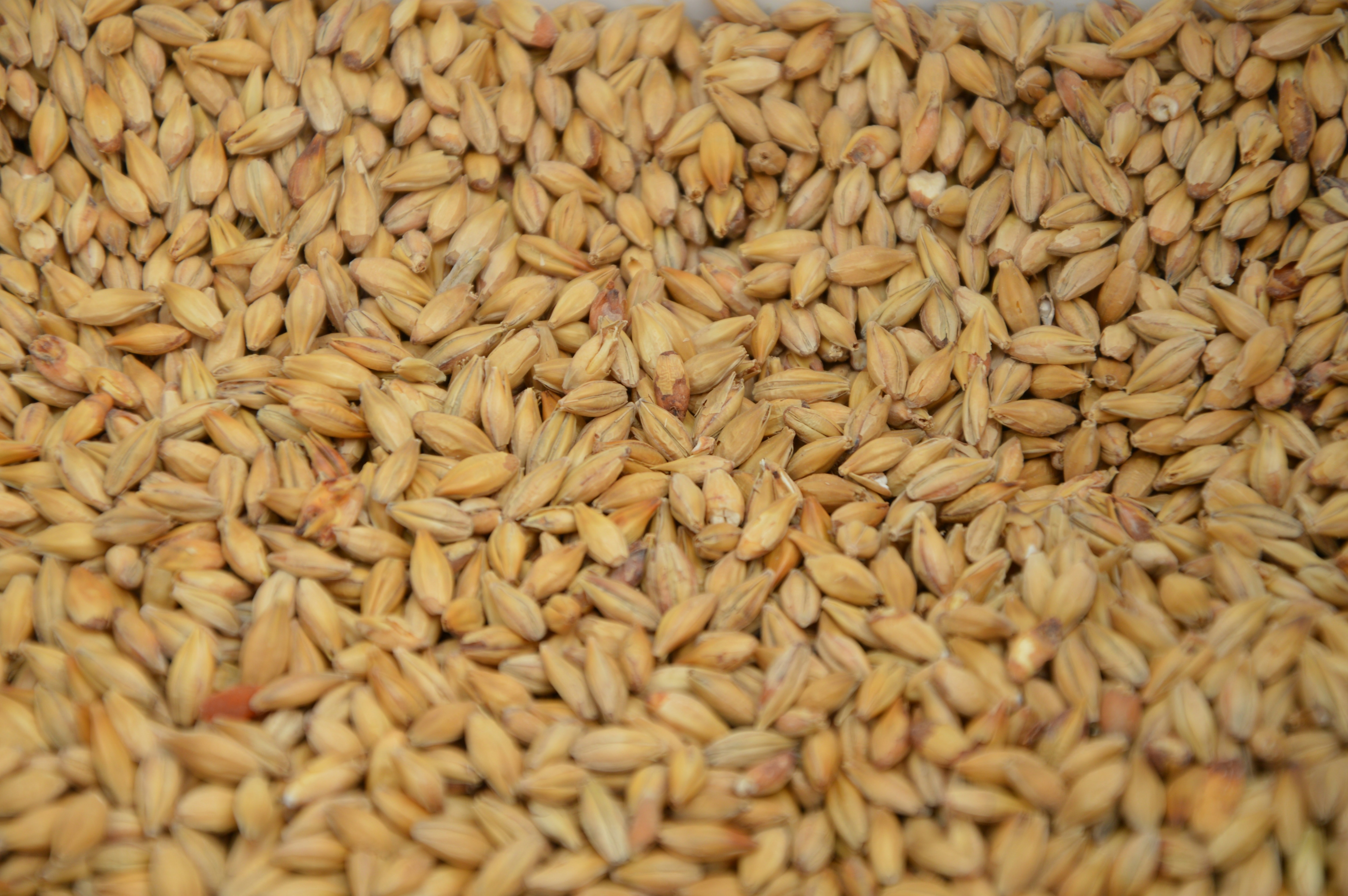 13-malt.jpg