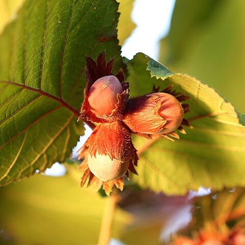 Hazelnuts part 3