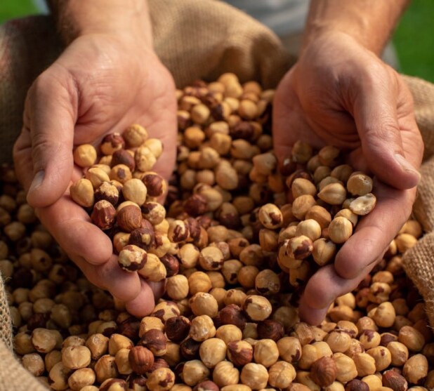 hazelnuts header