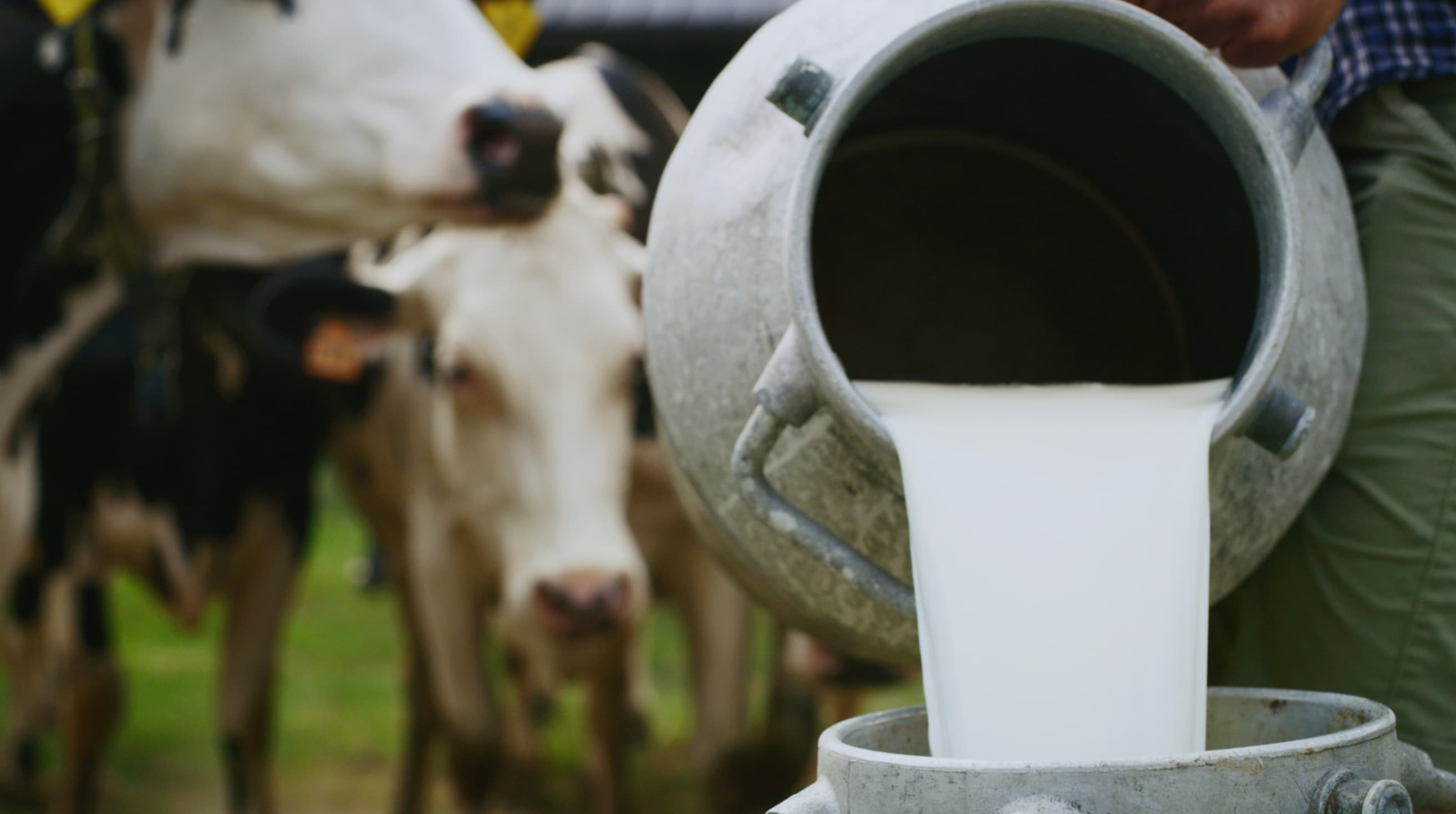 Milk