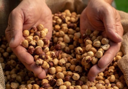 Header-hazelnuts Image thumbnail