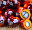 Palm Oil