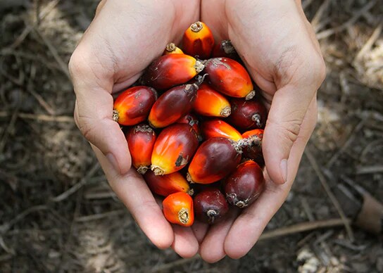 Kinder Palm Oil Part 1 Kinder Palm Oil Part 1