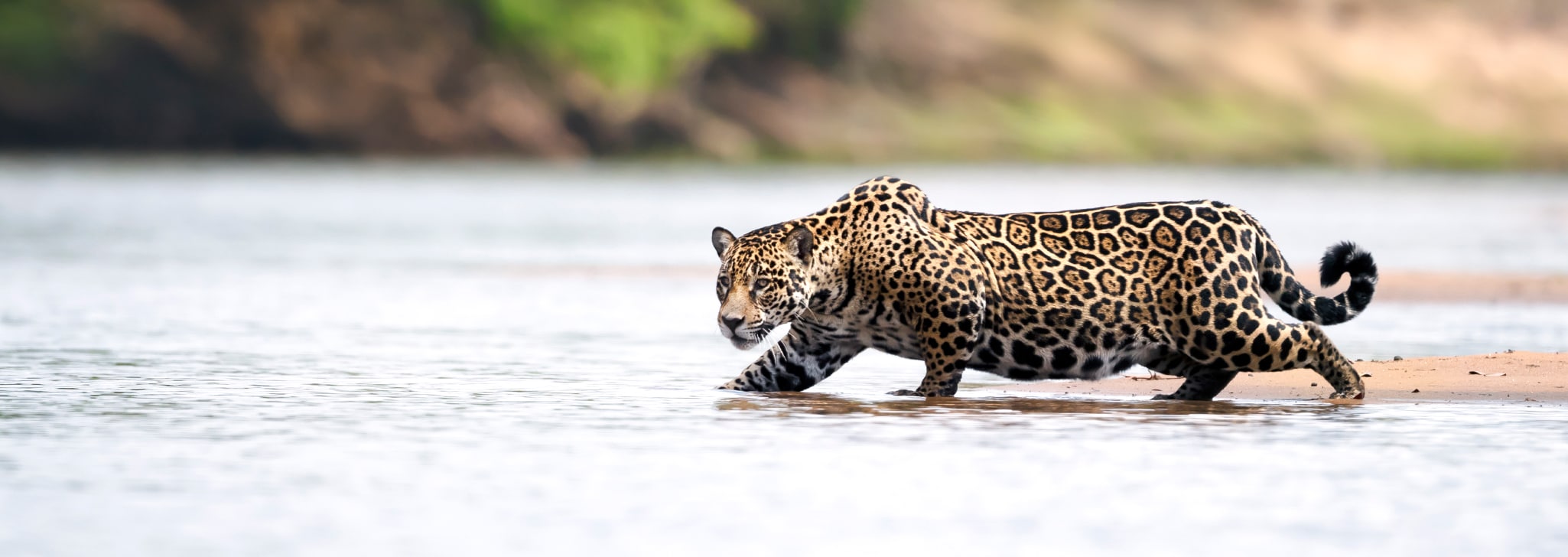 el_jaguar
