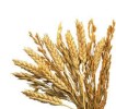cereals