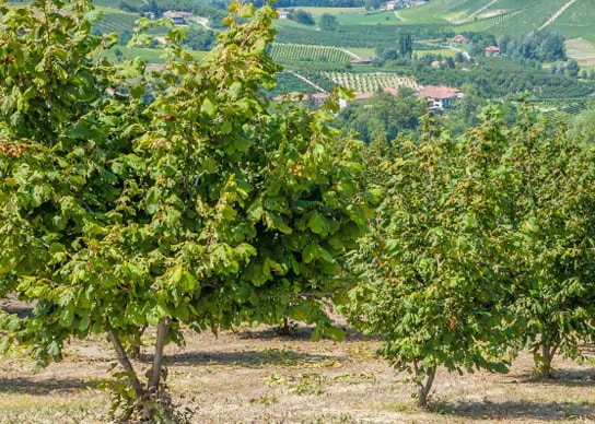 Hazelnut trees