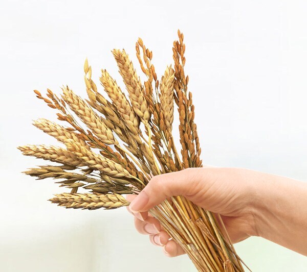 new header cereals header cereals