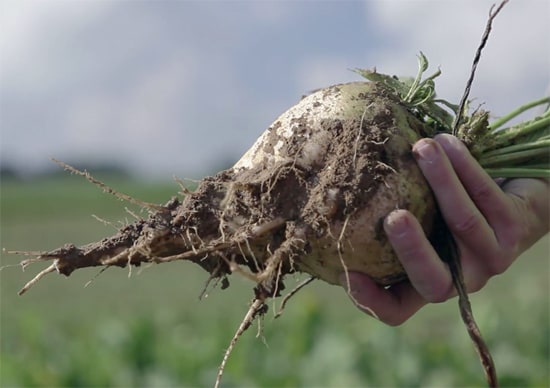 Sugar part 1 final Sugar part 1 final