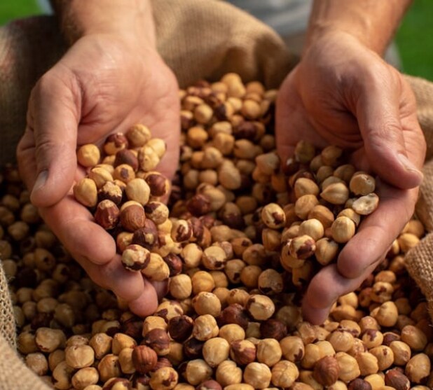 Hazelnuts hub main