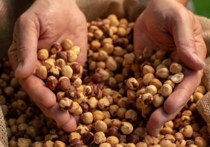 hazelnuts hub main Hazelnuts-hub-main