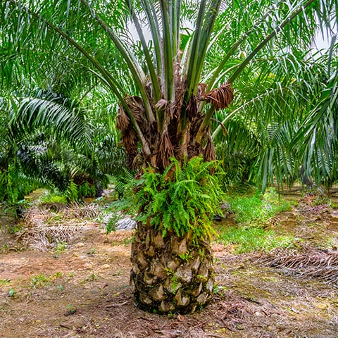 น้ำมันปาล์มที่ผ่านการรับรองความยั่งยืนและการตรวจสอบย้อนกลับได้จาก RSPO 100%