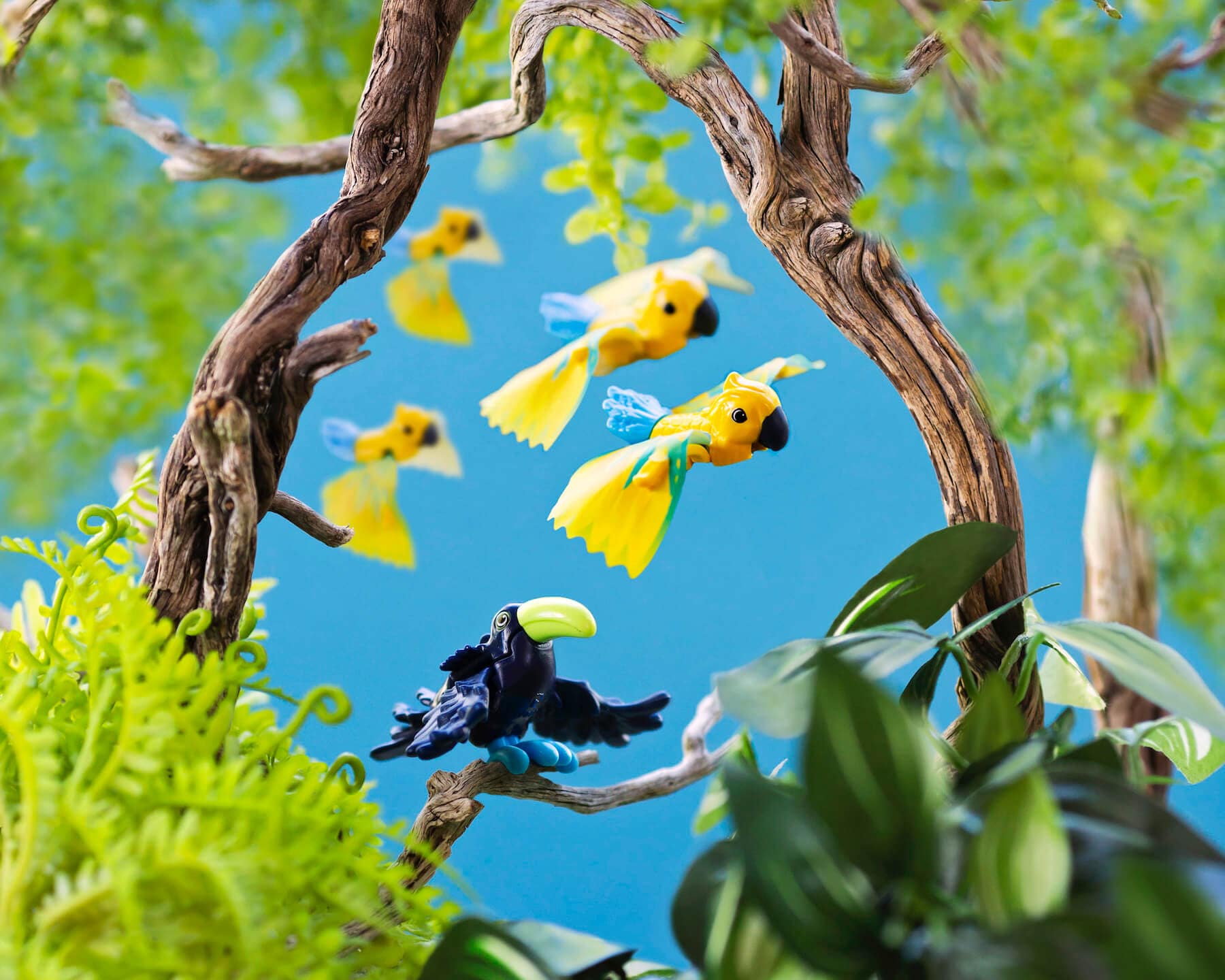 Macaws