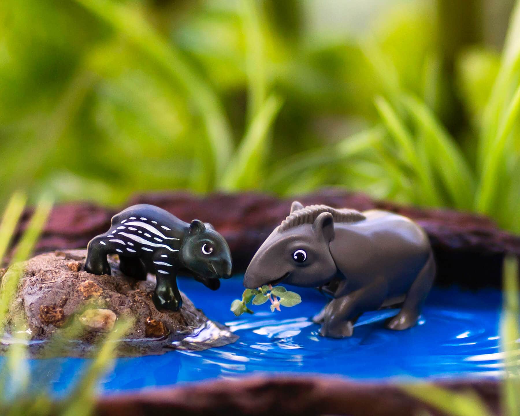 Tapir Tapir