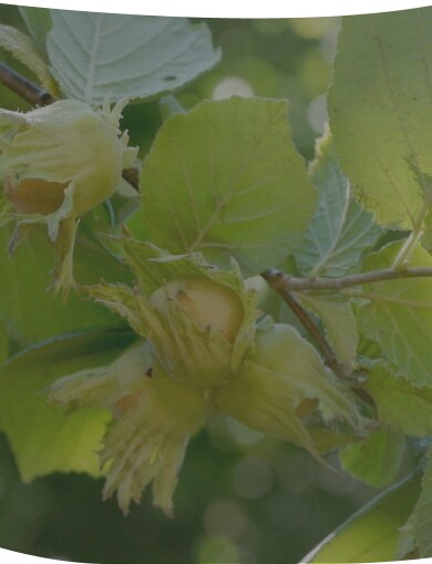 hazeluts banner